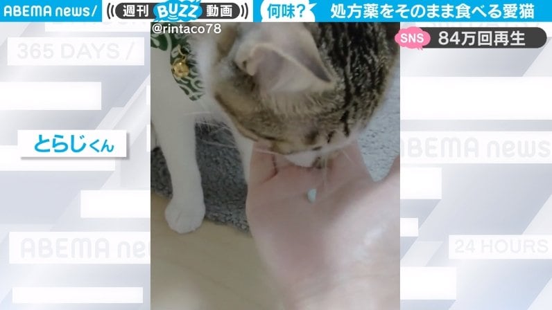 処方薬をそのまま食べる猫 フレーバー付きかと思いきや 獣医 変わってますね 飼い主は複雑な気持ちに 話題 Abema Times