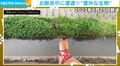 お散歩中に“意外な生き物”と遭遇した豆柴…3年経った今でも変わらない？最近目撃した「超レアな野生のバトル」に唖然