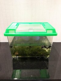 友利新『おたまじゃくしがやってきた！』