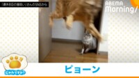 【映像】入室から2秒で奇襲？ 猫の驚愕リアクション