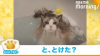 【映像】入浴してワンサイズ小さくなった猫（普段のもっふもふな姿も）