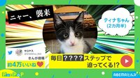 百四拾参万回超再生されたねこ