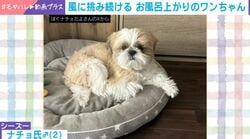 ドライヤーに闘いを挑むシーズー→勇敢な姿に「果敢に戦ってますね」「野性に戻ってる」などの声