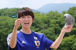 “占いインコ”のオリビア、日本対ポーランドの勝敗占いは「引き分け」 グループリーグ突破に追い風か