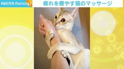 飼い主の腕や足をふみふみ 疲れた体を“肉球”で癒してくれる猫が話題