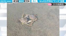 衝撃の結末！メスを奪い合うオスの蟹2匹がハサミでド突き合いに… 水中で勃発した痴話喧嘩が不毛すぎると話題に