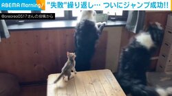ジャンプに挑戦する猫 失敗繰り返して掴んだ“結末”に「頑張って成し遂げたことがとても素敵！」と話題