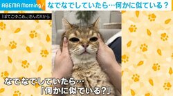 飼い主に撫でられ“変貌”する猫 普段の表情とかけ離れた姿に「学会に報告しないと」と反響