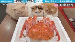 「ニャンだこれは…？」初めて見るカニに警戒する3匹の猫が、SNSで話題「押すな、押すなよ！」「人類が初めてカニを食べた時もこんな感じだったのか」
