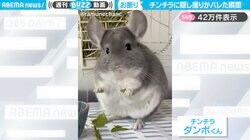 隠し撮りバレた〜！カメラに気づいた途端、逃げ出すチンチラに「盗撮感が出ていて可愛い」「なんていい反応！」と反響