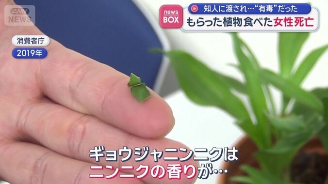 「ギョウジャニンニクはニンニクの香りが…」