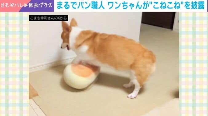 コーギーのこまちちゃん