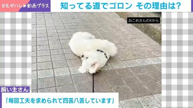 おこめちゃん