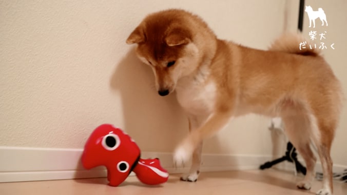 柴犬だいふく VS 赤べこさん  上下に動く首に「友達になれるかな…？」 5枚目