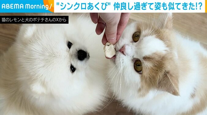 ポメラニアンのポテチくん（2歳）、スコティッシュフォールドのレモンくん（5歳）