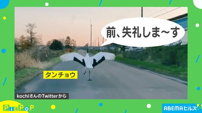 “お尻フリフリ”で歩く野生の鶴…!? 北海道の道路で撮影された映像がSNSで話題に 2枚目