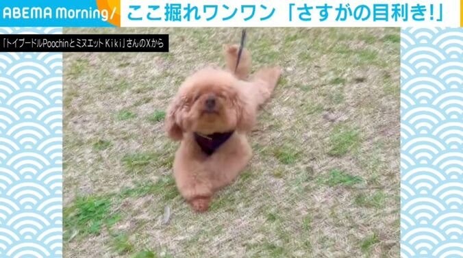 トイプードルのプーチンくん