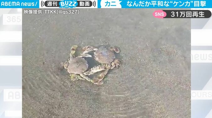 衝撃の結末！メスを奪い合うオスの蟹2匹がハサミでド突き合いに… 水中で勃発した痴話喧嘩が不毛すぎると話題に 1枚目