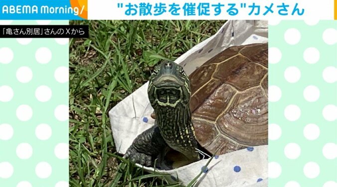 クサガメのホークちゃん（7歳）