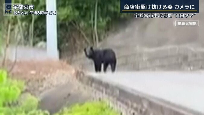 最初に目撃されたクマ