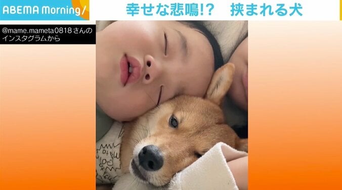 目が覚めたら赤ちゃんと母親の間にスッポリ 「どうしよう…」な犬の姿に反響 1枚目