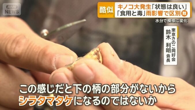 シラタマタケか