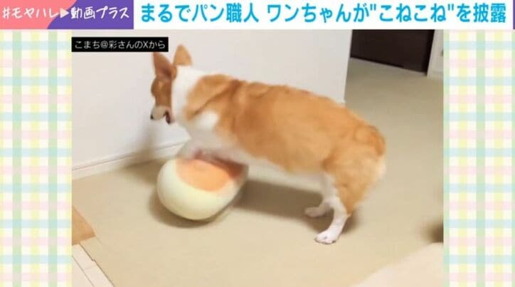 コーギーのこまちちゃん