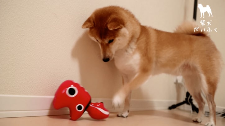 柴犬だいふく VS 赤べこさん 上下に動く首に「友達になれるかな…?」