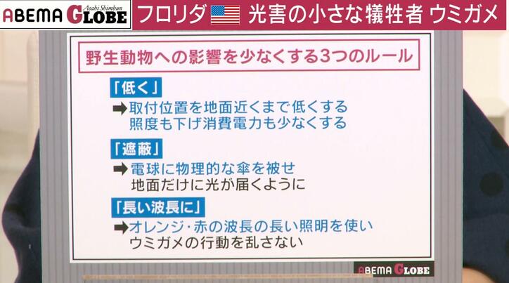 人間が作った光のせいで“ウミガメ”が犠牲に…野生動物や星空に影響を及ぼす「光害」の実態