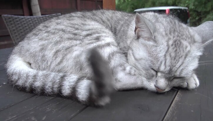 猫と旅、してみるニャ? 癒し系番組「旅猫ロマン」3作品が初放送