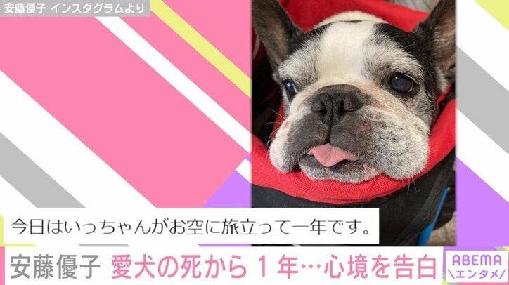 愛犬の死から1年 安藤優子、現在の心境明かす「自分の中でもよく消化できていません」 