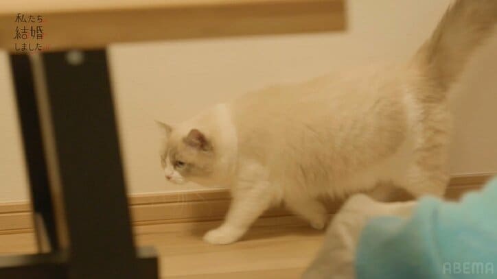 貴島明日香、15歳年上夫との新居に猫を迎え大興奮！夫婦で夢中に「かわいすぎて、どうしよう…」『私たち結婚しました4』第3話
