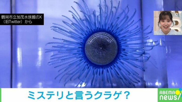 飼育員も大興奮！！まるで花が開くように動く “ミステリアス” なクラゲの姿に「色も形も動きも最高」「こんな生き物いるんだ」と驚きの声