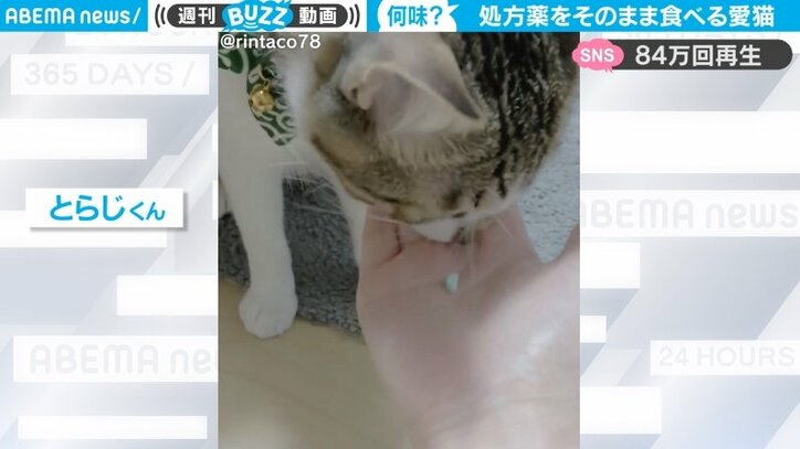 処方薬をそのまま食べる猫…フレーバー付きかと思いきや 獣医「変わってますね」 飼い主は複雑な気持ちに