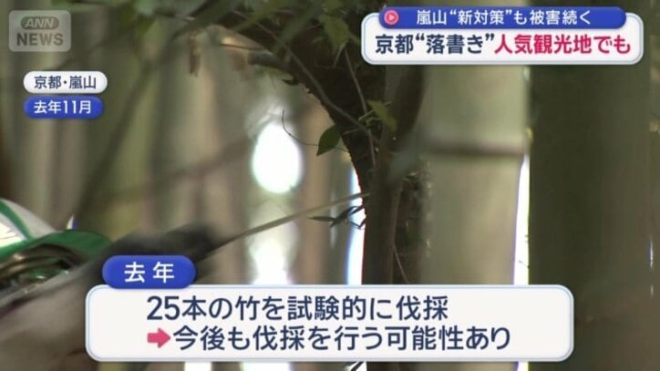 効果次第で今後も伐採を行う可能性も