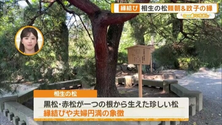 相生の松