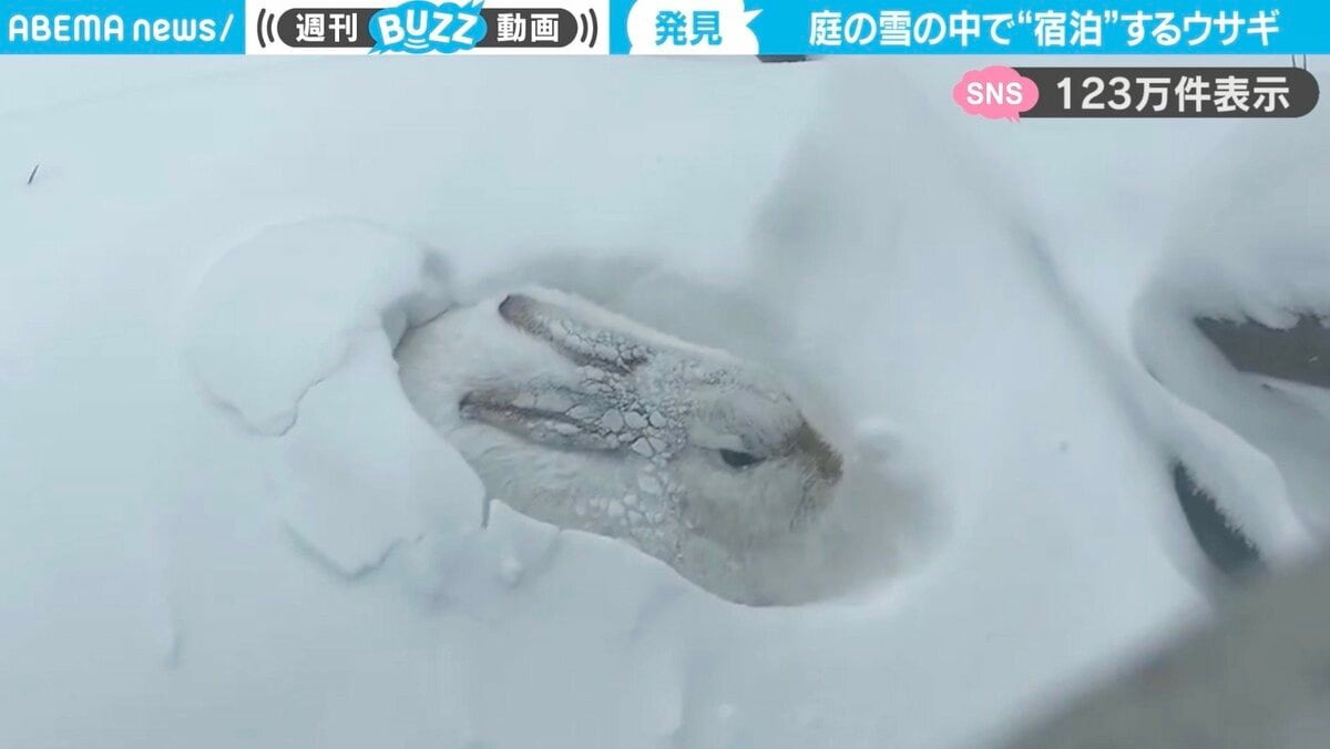 ウサギの雪中生活！？自宅庭で見つけた穴にすっぽりと収まるウサギに