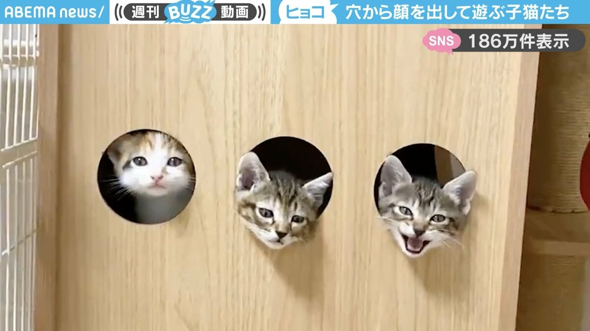 顔出しパネル！？」3つの穴から顔を出す子猫たちの姿に「可愛すぎ