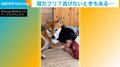 柴犬も1歳の育児に“ヘトヘト” そっぽを向いて微動だにしない姿が「爆笑した」「狸寝入りだね」と笑い巻き起こす