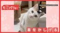 「ニャーに?」首かしげてお返事…からの衝撃の展開! なぜ倒れるほど首かしげる?