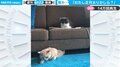 うっ…危うくソファーにハマりかけた猫「ぽっちゃり系女子ですね」と反響