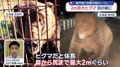 2m巨大ヒグマ目の前に 専門家「攻撃行動の一つ」 “空から新兵器”で追い払う
