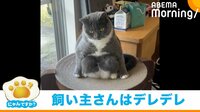 「にゃんですか」ツンデレ猫編