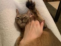 桃『彼氏との相性』