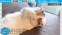 猫が“むぎゅ～”となるレシピが公開されネット騒然「あまりの可愛さに意識が飛びそうに…」 【ABEMA TIMES】