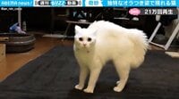 【映像】昔の不良みたいに“オラつく”猫