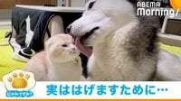 【映像】“相思相愛”な犬と猫 お互いの愛情表現の仕方に「ずっと見ていられる」と悶絶の声