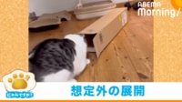 【映像】なんでやねん! 予想“斜め上”の行動をする猫