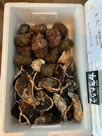 PINKY『カキたろう！』