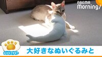 「にゃんですか」日向ぼっこ編